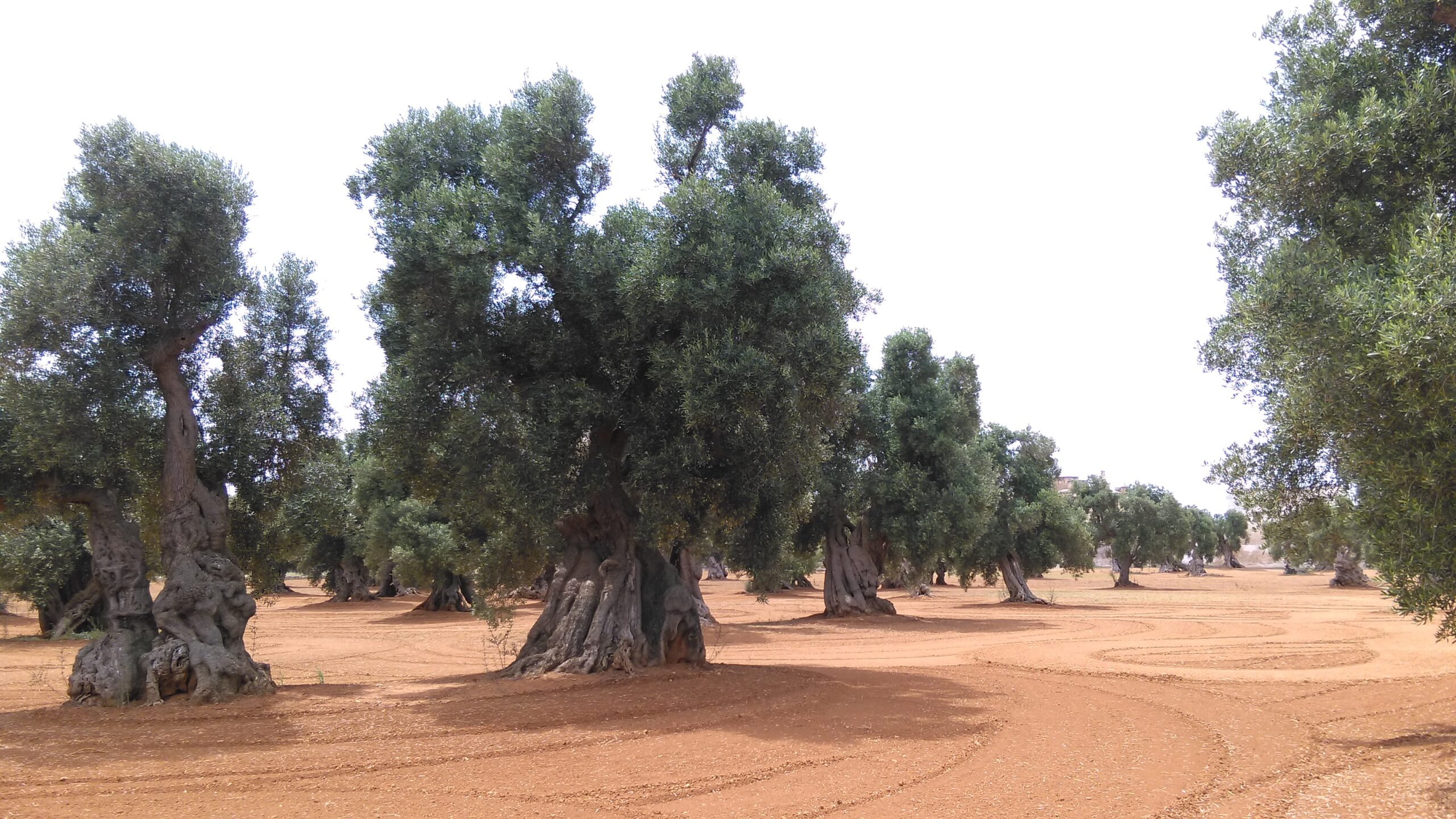 Een oude olijfboomgaard in Puglia, in het zuiden van Italië.